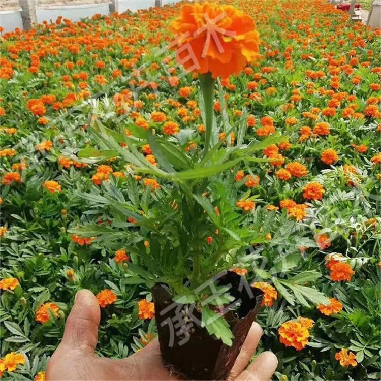孔雀草营养杯苗 孔雀草地被草花