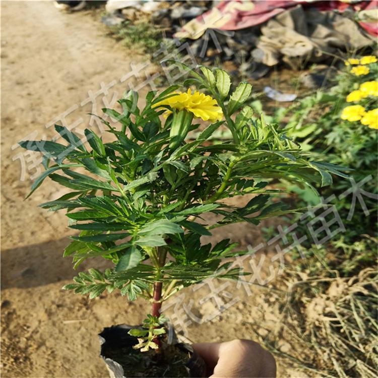 国庆时令草花 孔雀草量大从优 孔雀草网红花海