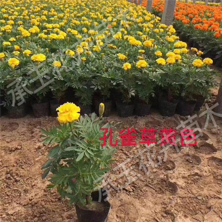 孔雀草苗圃直供 孔雀草景观工程苗