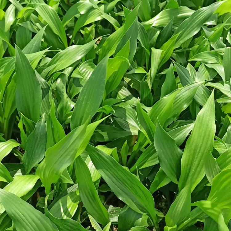 紫花玉簪价格 玉簪种植基地 青州轩琪玉簪量大从优