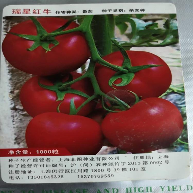 抗旱西红柿种苗育苗基地 抗旱育苗基地