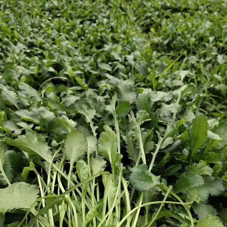 大滨菊价格 西洋滨菊价格 青州轩琪大滨菊种植基地