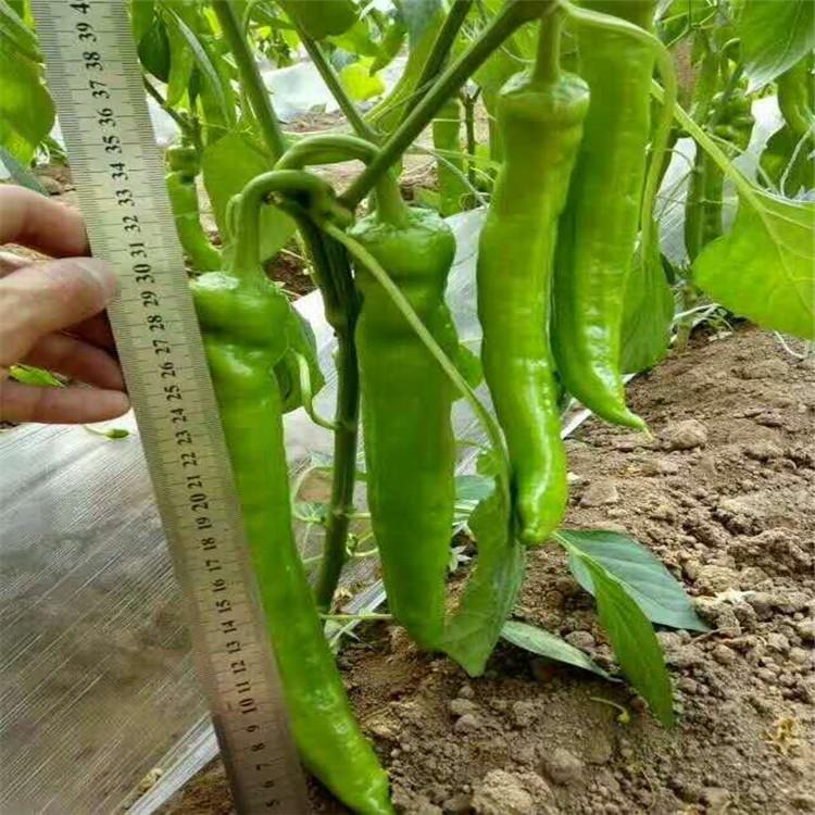 温室种植五彩椒种苗量大价优 五彩椒种苗量大价优
