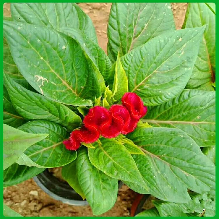 庭院花卉 一支笔小苗 山东草花 一支笔供应商