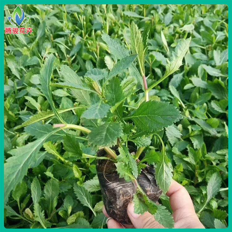 马鞭草小苗 青州马鞭草供应商 大量批发马鞭草小苗