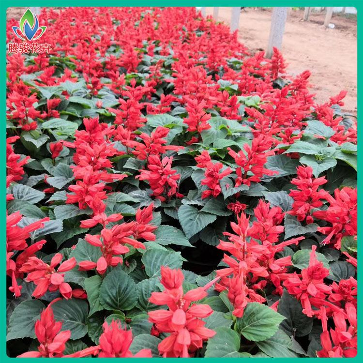 青州草花价格 供应一串红 大量批发 一串红小苗