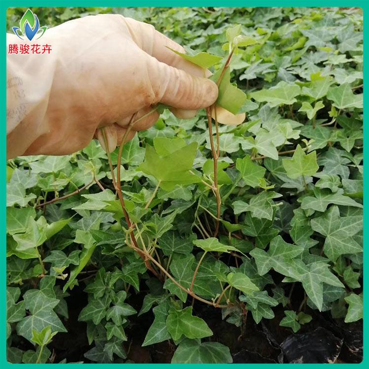常春藤批发 物美价廉常春藤杯苗 青州绿化植物小苗批发