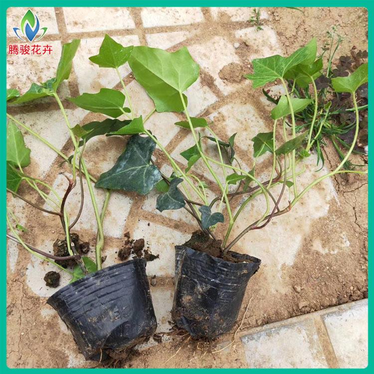 价格从优 常春藤小苗 青州绿化植物小苗批发 常青藤批量发货