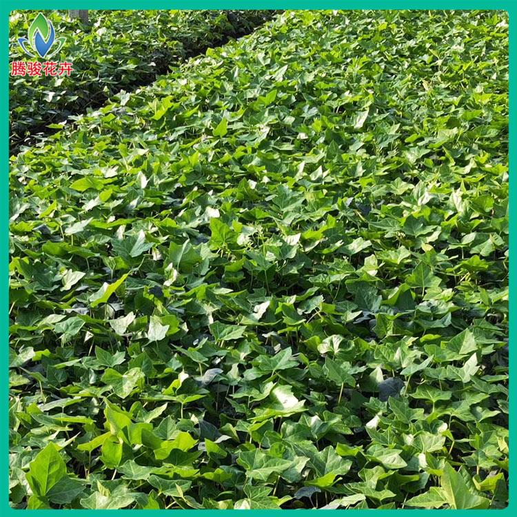 物美价廉 常春藤绿化苗 青州绿化植物小苗批发 常青藤批量发货