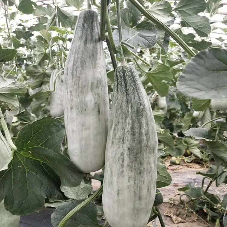 山东潍坊供羊角蜜长势好产量高   山东潍坊供羊角蜜