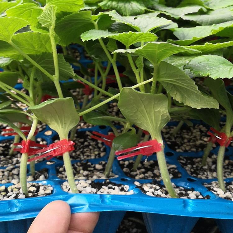 温室大棚种植羊角蜜批发好价   温室大棚种植羊角蜜