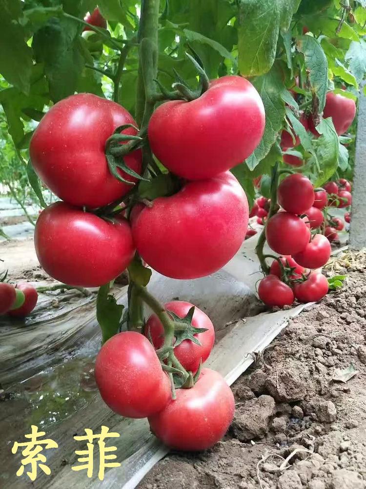 供应索菲基地批发  供应索菲