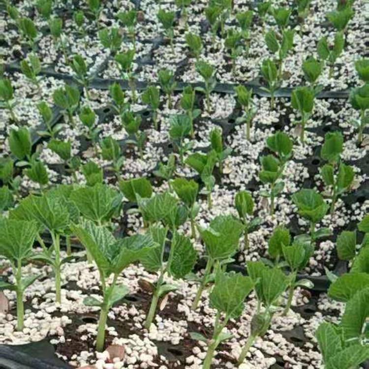 口感丰厚苦瓜种苗育苗基地量大价优   口感丰厚苦瓜种苗