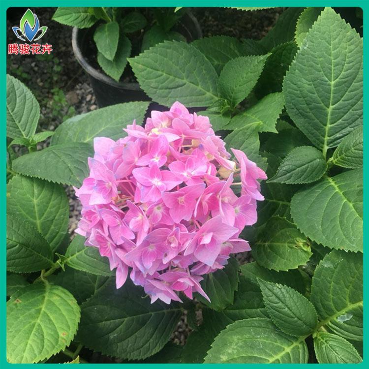庭院绿植 八仙花种植 青州八仙花