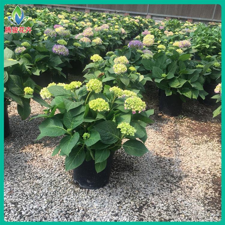 青州宿根花卉 八仙花种植 青州八仙花