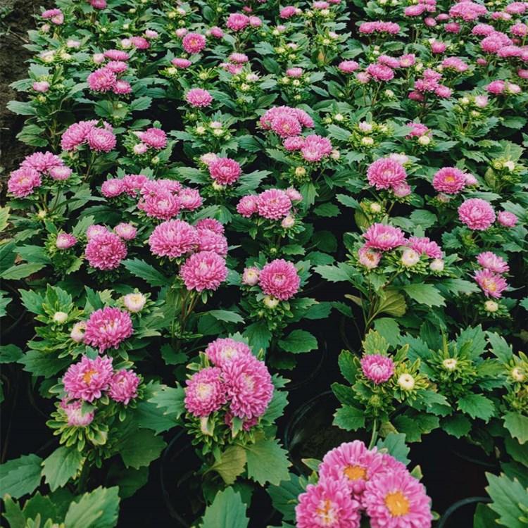 卓彩江西腊  七月菊  翠菊基地