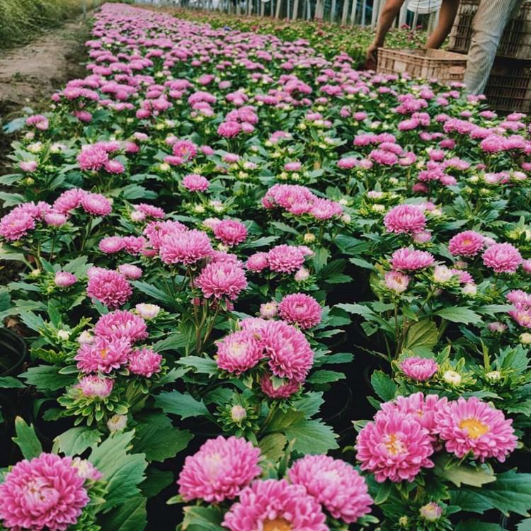 潍坊蓝菊   翠菊  翠菊花海直销