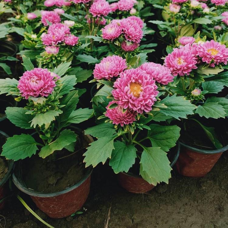 淄博翠菊   翠菊花   翠菊苗子培育