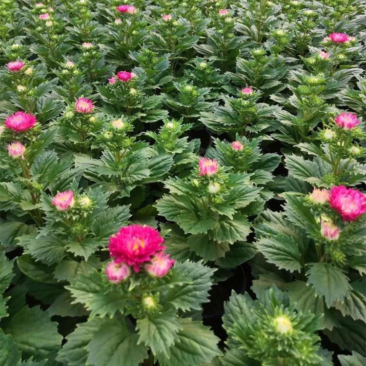 卓彩蓝菊   翠菊  翠菊花海直销