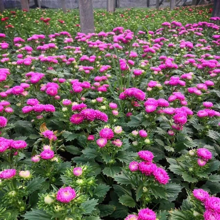 潍坊蓝菊   翠菊  翠菊花海零售