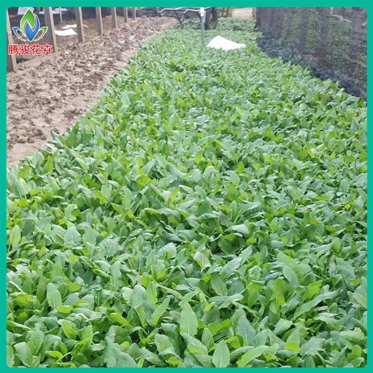 鼠尾草基地 青州草花 宿根鼠尾草