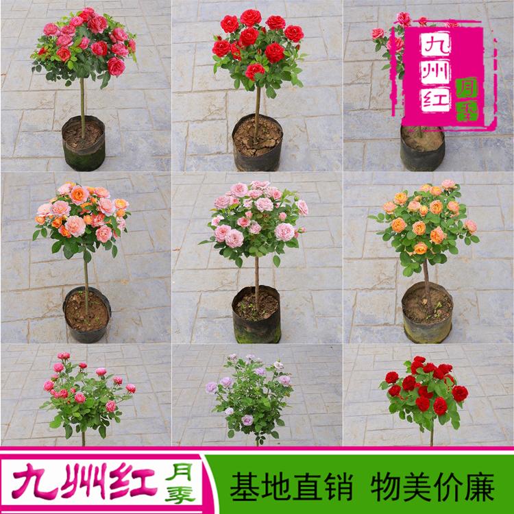盆栽月季树盆栽月季花树苗 树状月季