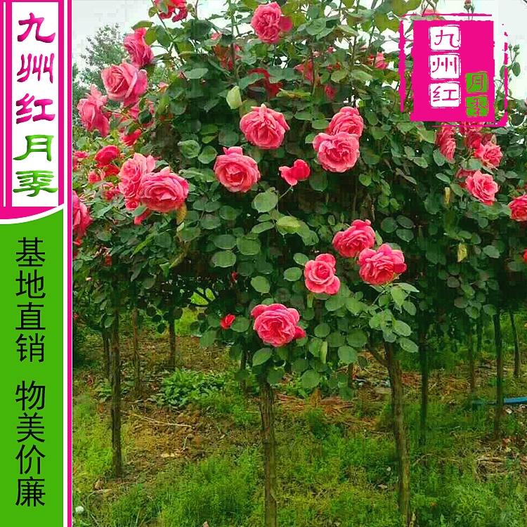 月季花树价格 月季树桩月季树价格 树月季
