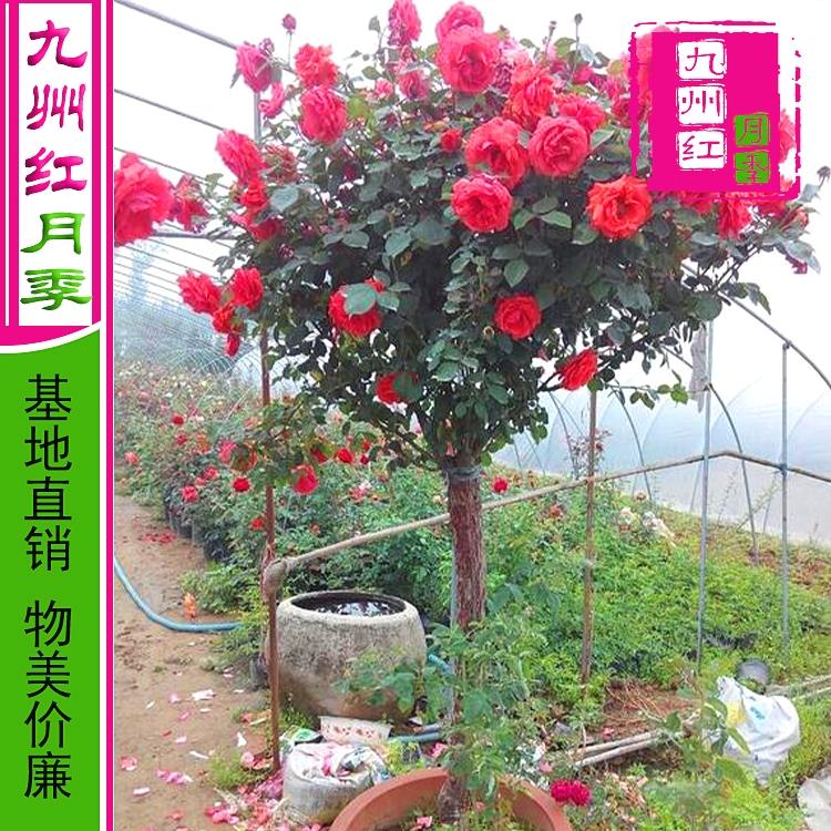 树状月季苗 九州红月季 树状月季批发