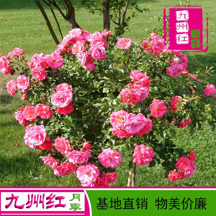 月季树桩月季 嫁接月季花树 九州红月季