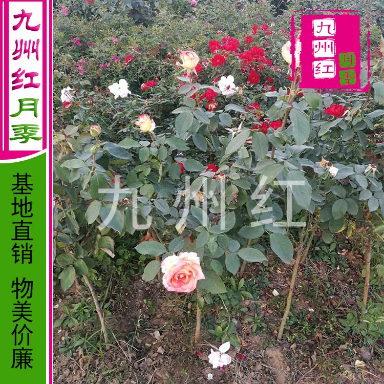 月季树批发4公分树状月季价格 大花月季树