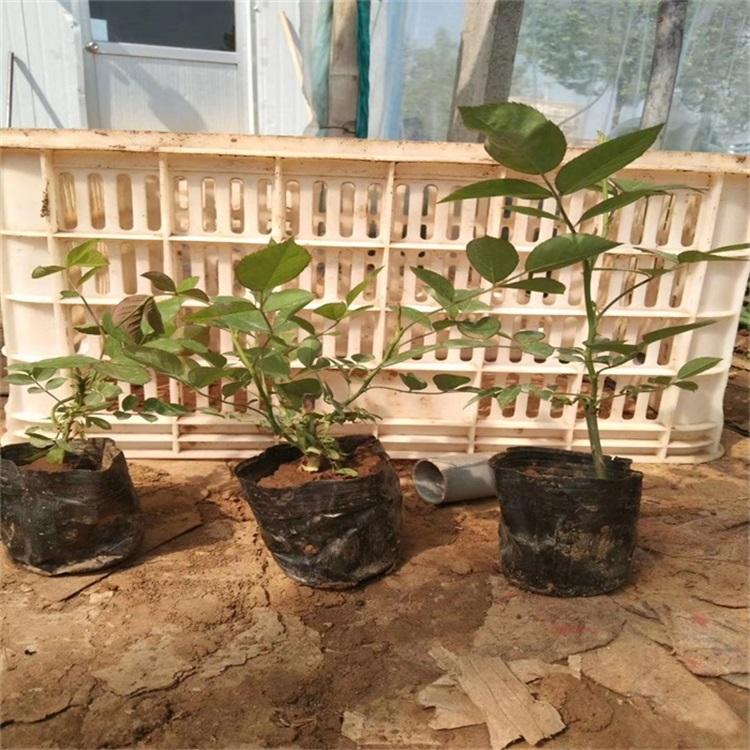 北京地被月季 地被月季供应 月季种植基地