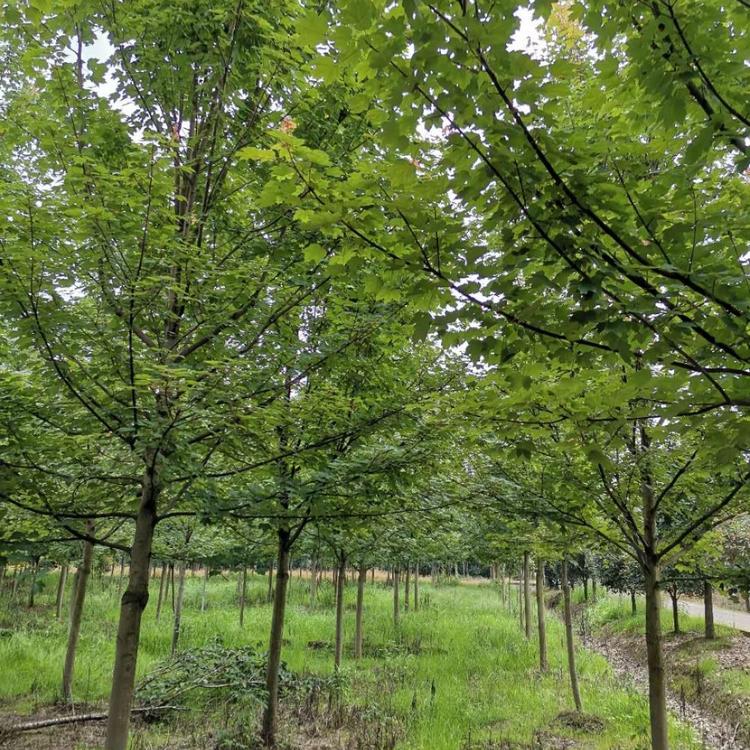 成都美国红枫成都美国红枫价格成都美国红枫基地