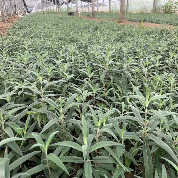 江苏鼠尾草基地 鼠尾草报价 鼠尾草花海用苗