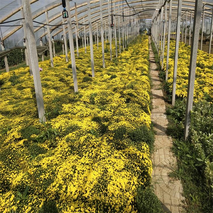 北京国庆菊报价 国庆菊组摆花卉