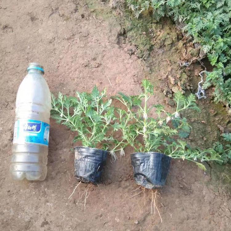 美女樱幼苗 美女樱种植基地  伞房状 批发报价