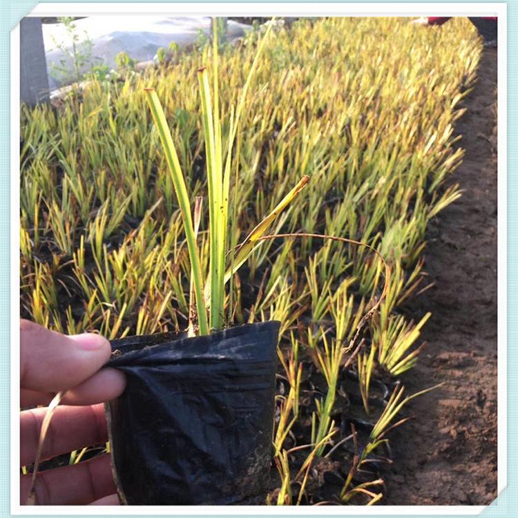 山东金叶菖蒲报价 金叶菖蒲批发  苗圃出售