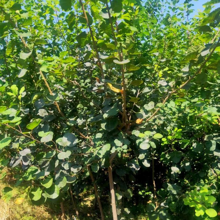 黄栌红栌小苗  黄栌红栌小苗批发 黄栌红栌小苗价格 绿化红栌黄栌小苗基地 带土盆栽红栌黄栌苗
