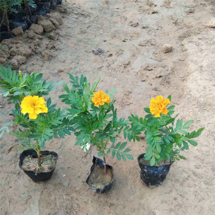 欧润 孔雀草种子 孔雀草基地  供应定做