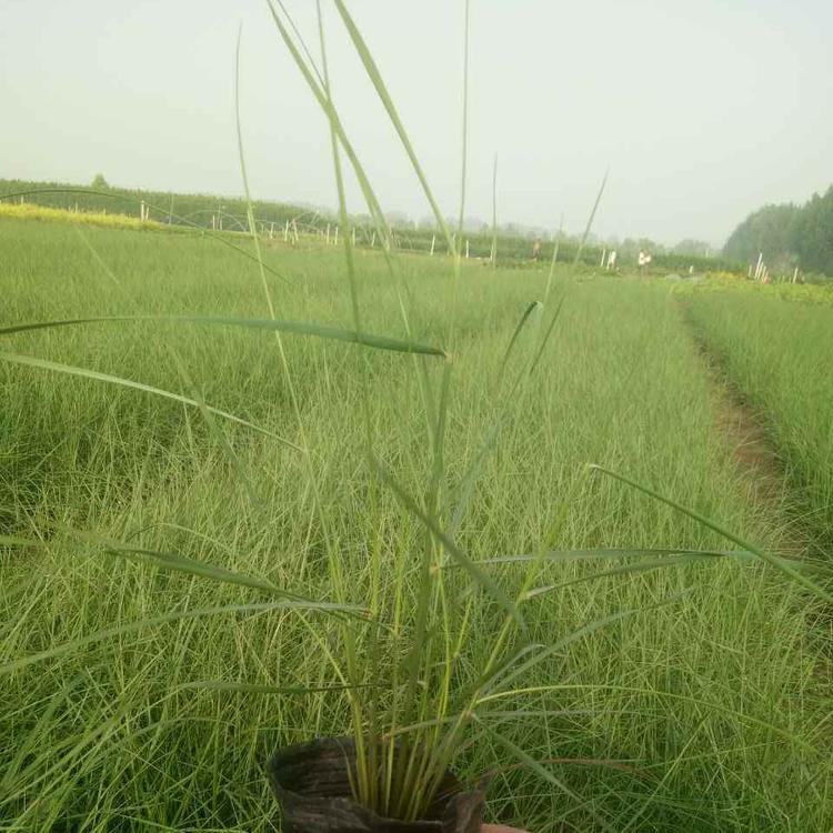 粉黛乱子草 粉黛乱子草供应基地 山东粉黛乱子草