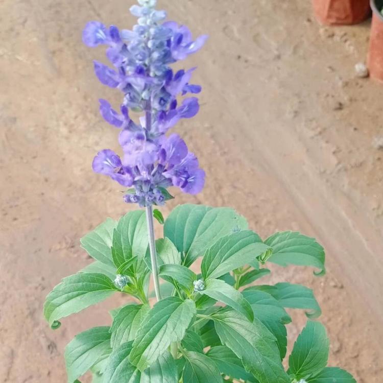 草花鼠尾草苗圃哪里有  草花鼠尾草价格 草花鼠尾草现货供应