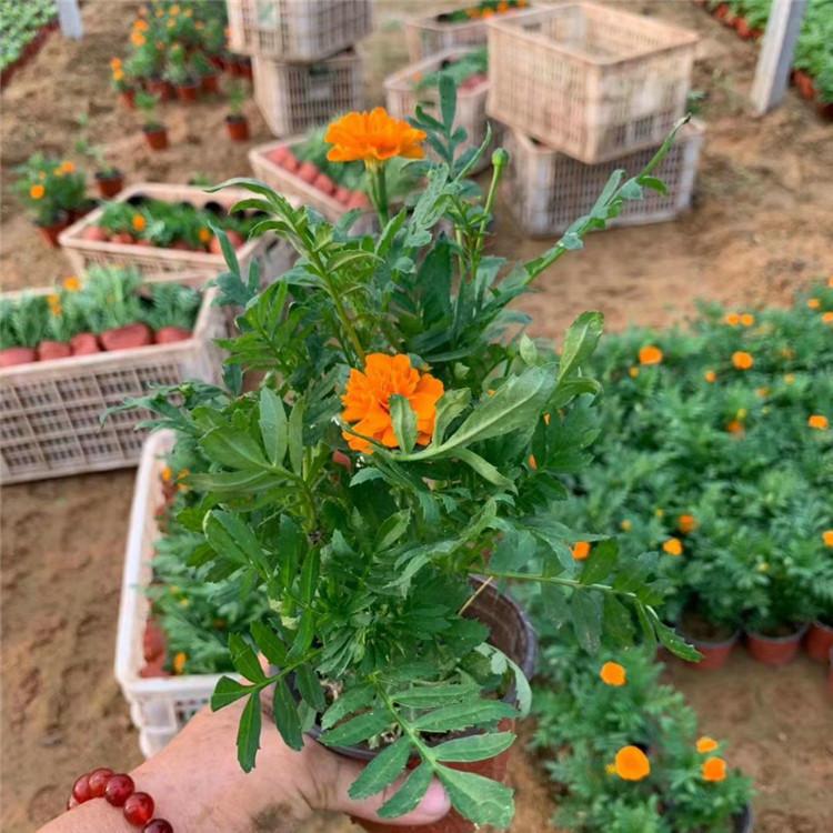 欧润 绿化孔雀草 孔雀草价格 价格优惠