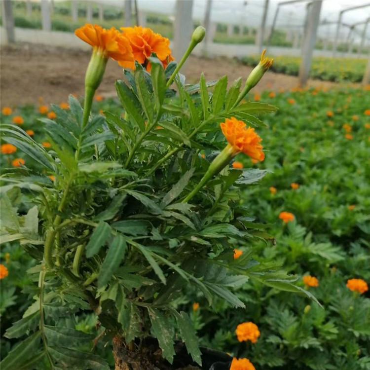欧润 孔雀草花海 孔雀草 价格优惠