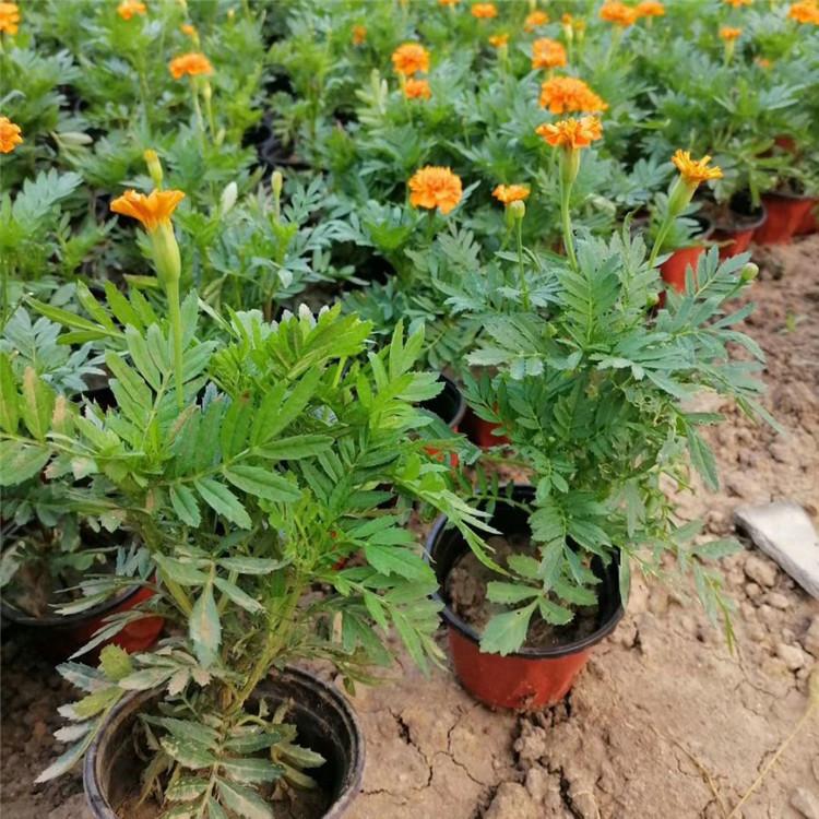 欧润 双色盆孔雀草  庭院公园摆花孔雀草 价格合理