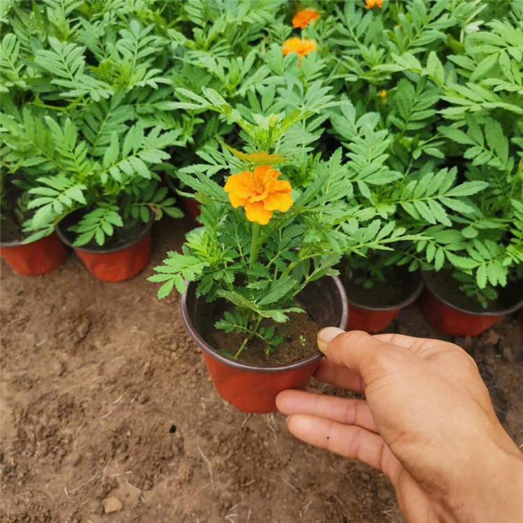 欧润 阳台种植孔雀草 13杯孔雀草 厂家直销
