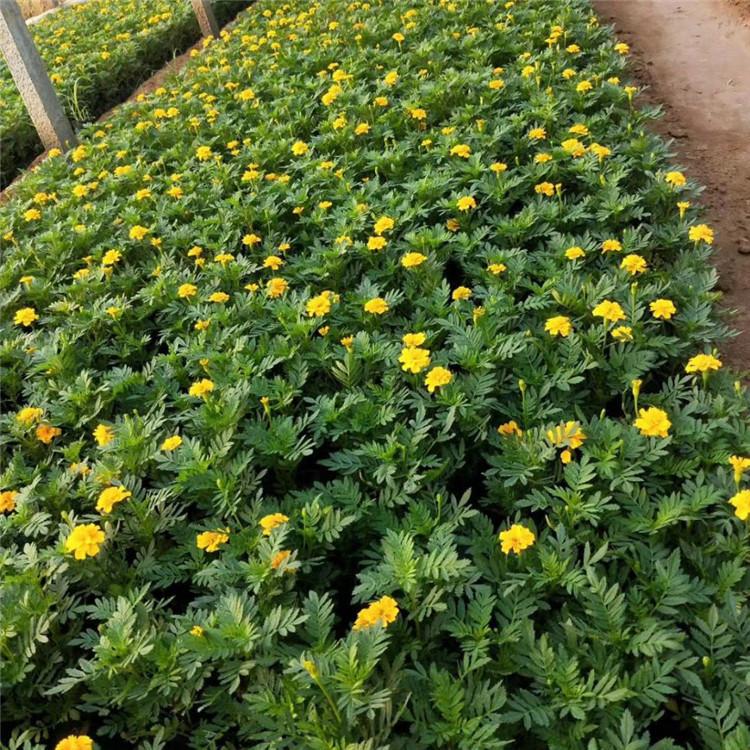 欧润 花坛租摆孔雀草 观赏花卉孔雀草 欢迎选购