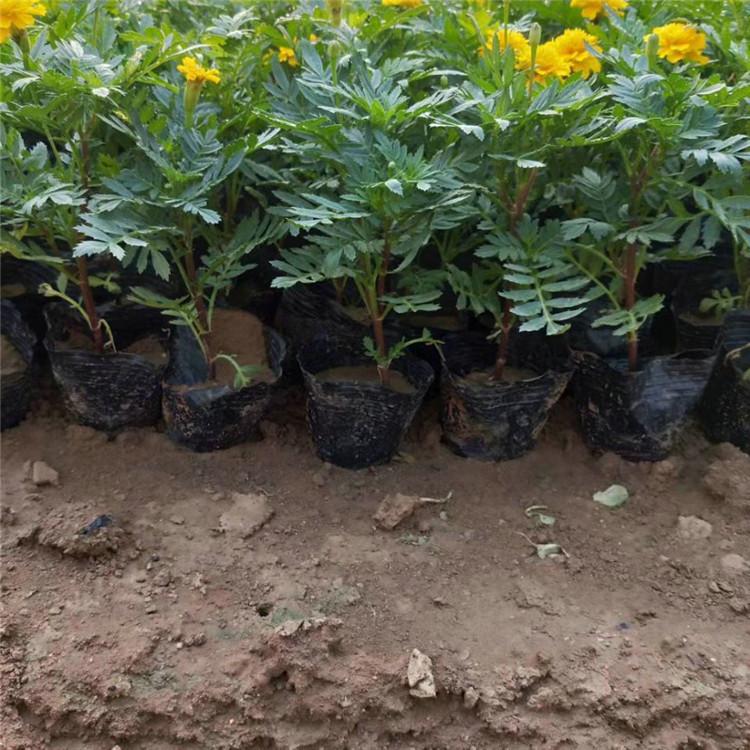 欧润 孔雀草花籽 孔雀草基地 欢迎选购