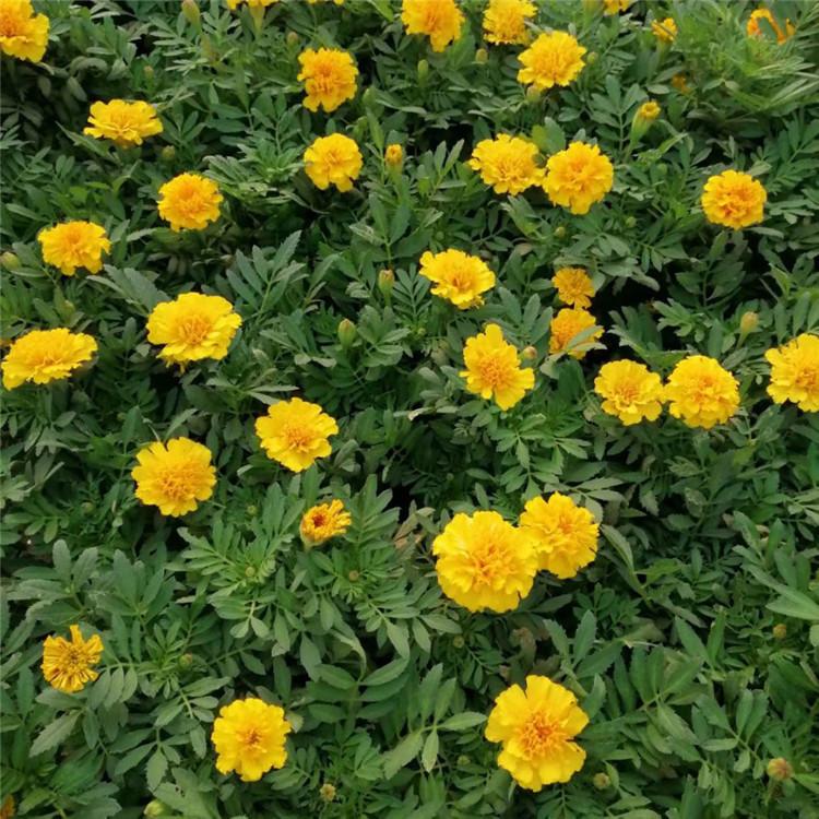 欧润 大盆孔雀草 阳台种植孔雀草 厂家直销