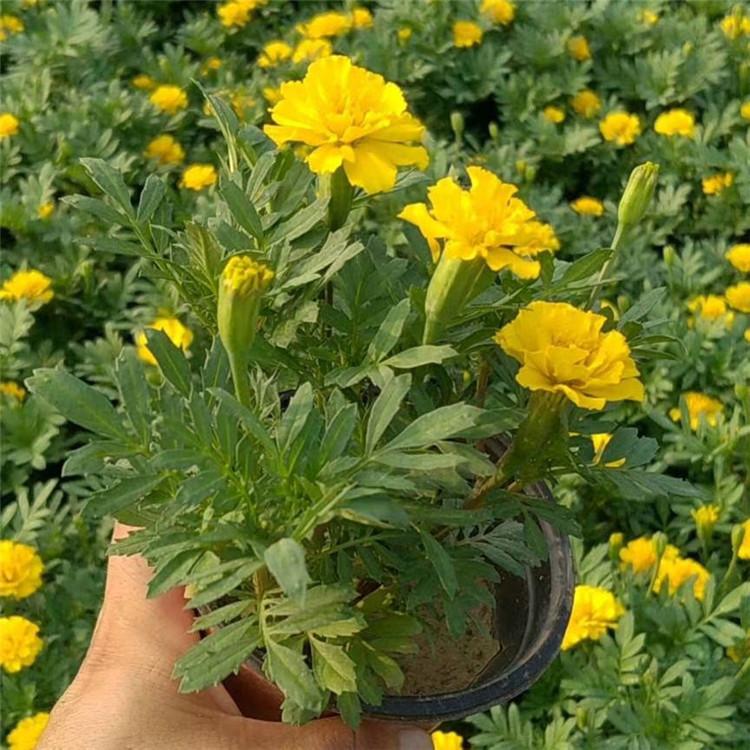 欧润 双色盆孔雀草  庭院公园摆花孔雀草 厂家直销