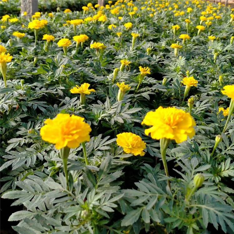 欧润 孔雀草花海 孔雀草 厂家直销