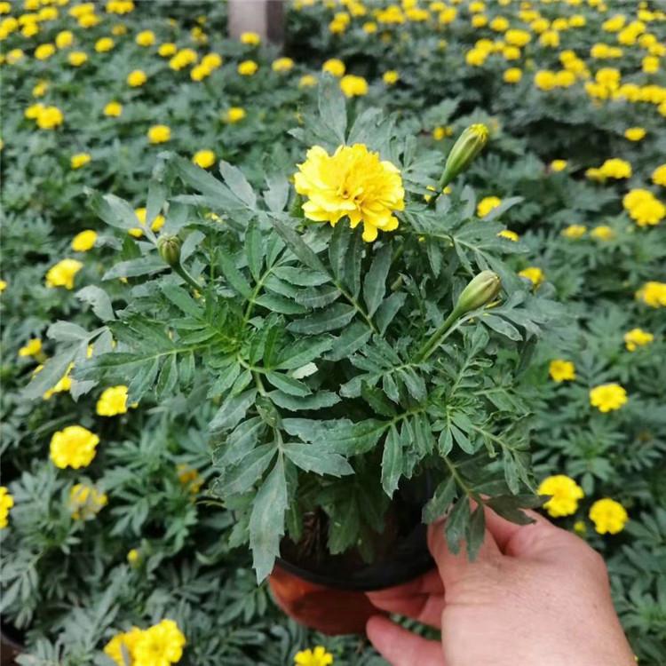 欧润 孔雀草种子 孔雀草小苗 现货